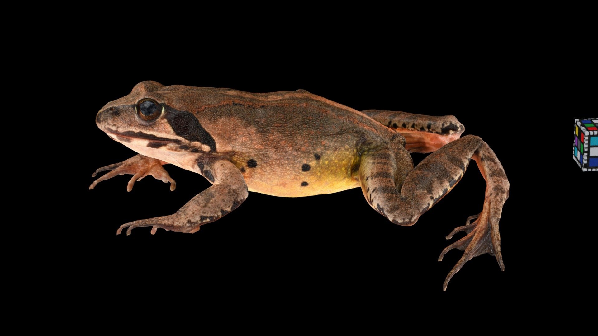 ヤマアカガエル ♀ Montane Brown Frog, Rana ornativentris
