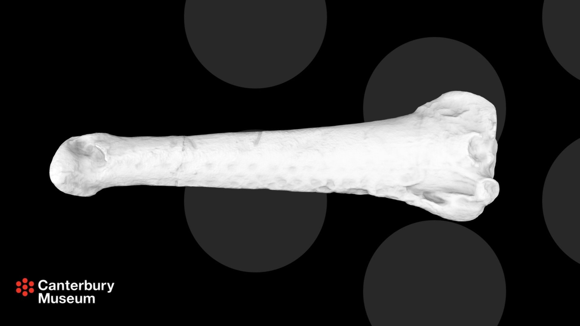 Rosie's penguin (Sequiwaimanu rosieae) ulna
