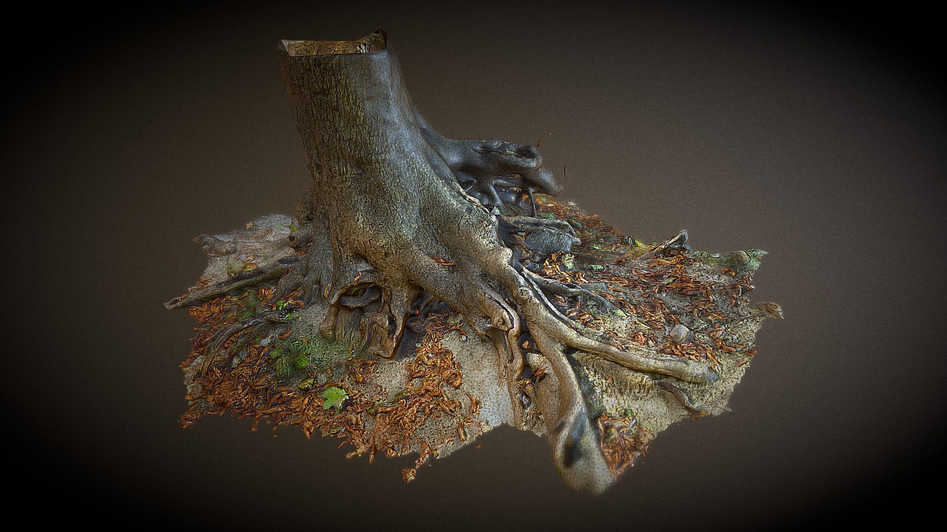 Tree trunk in High Castle Park