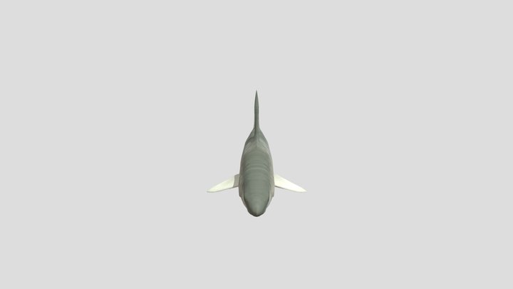 Southern Sleeper Shark 3D Model