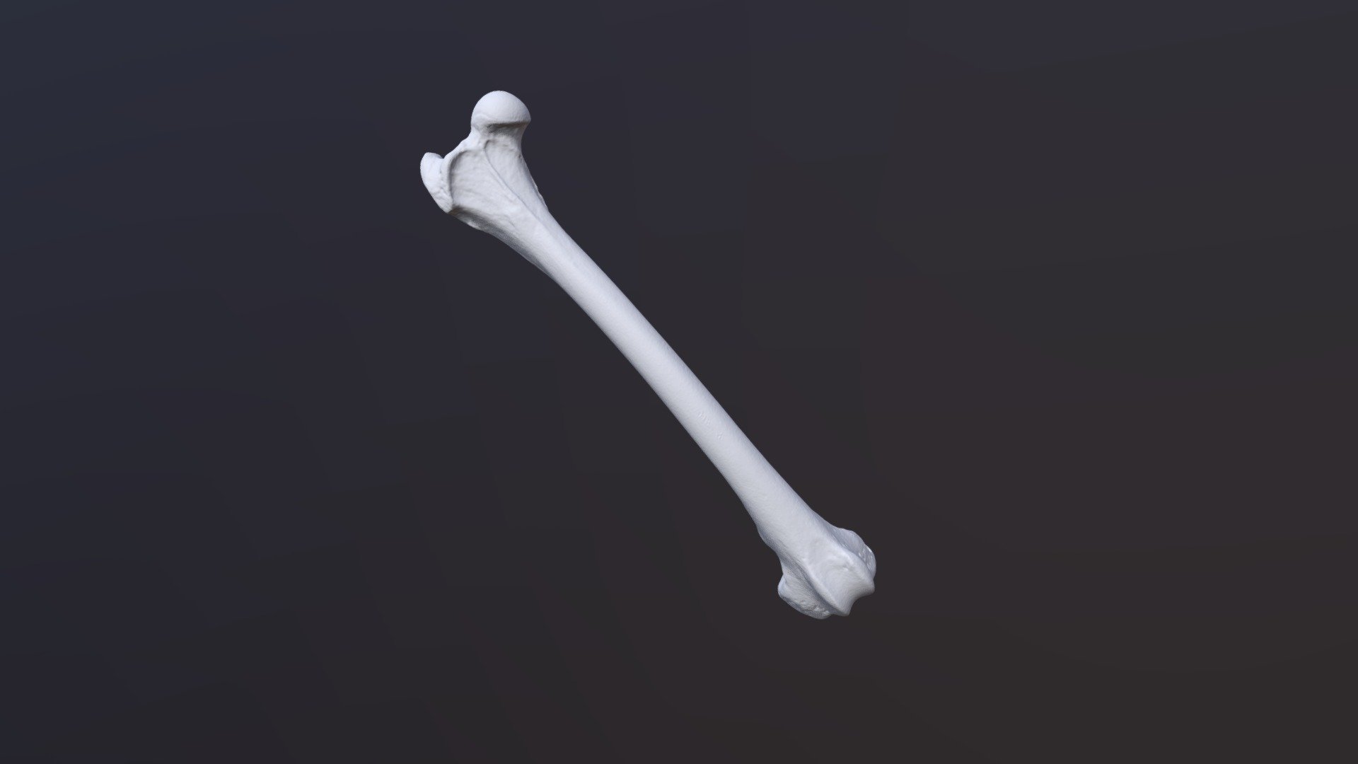 Coyote Right Femur - 3D model by Megan (@masaunde) [3de80ff] - Sketchfab