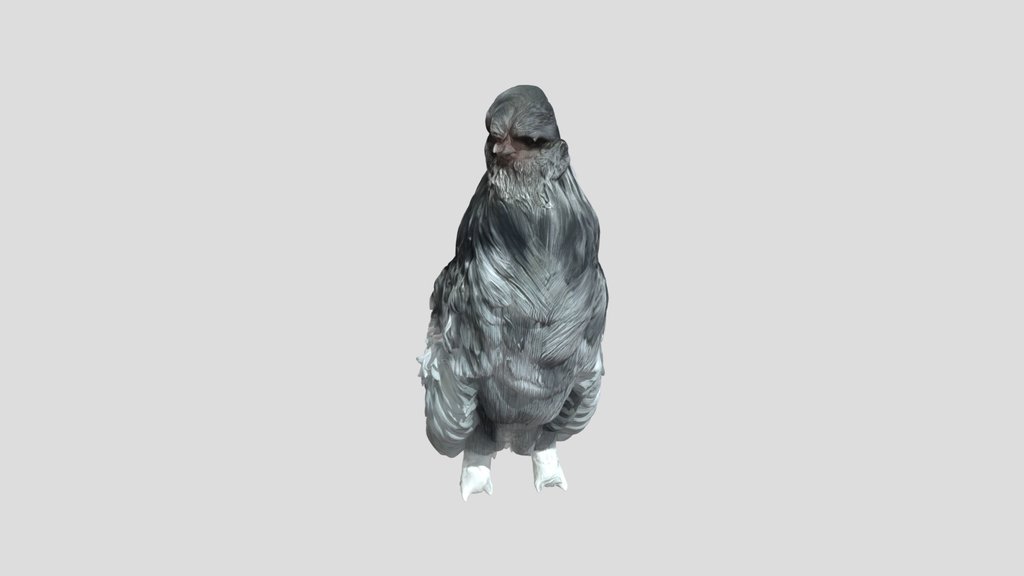Fluffy chicken standing on grass