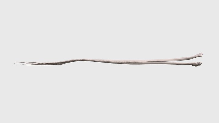 Single Pectoral Fin Ray of a Nile Perch | Idle 3D Model