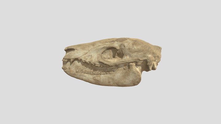 Epihippus Gracilis Skull Cast 3D Model