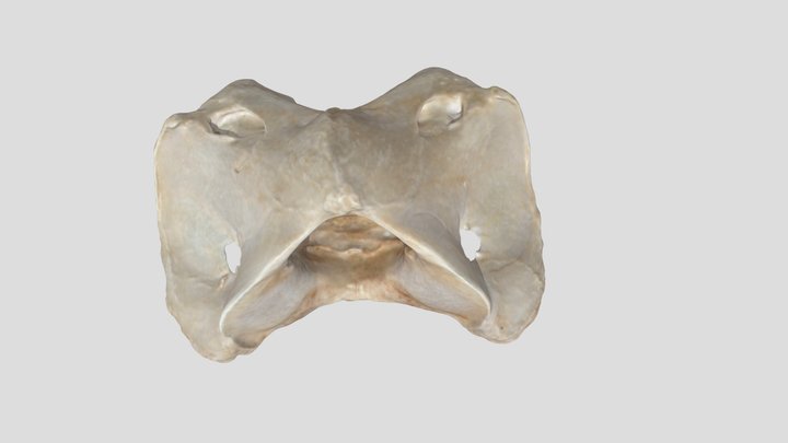 Atlas (horse) 3D Model
