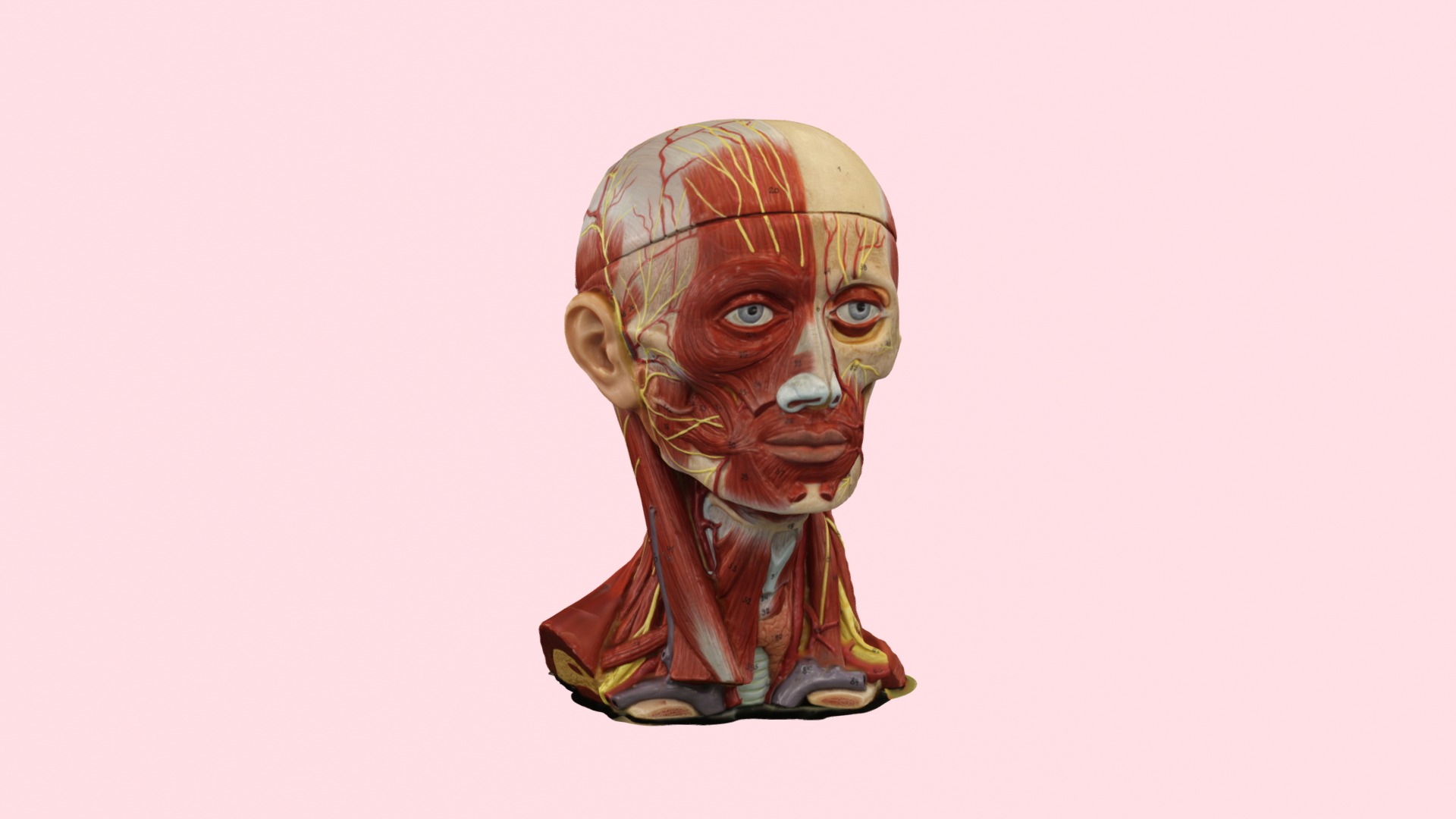 3D model Head  &  Neck - This is a 3D model of the Head  &  Neck. The 3D model is about a close-up of a statue.
