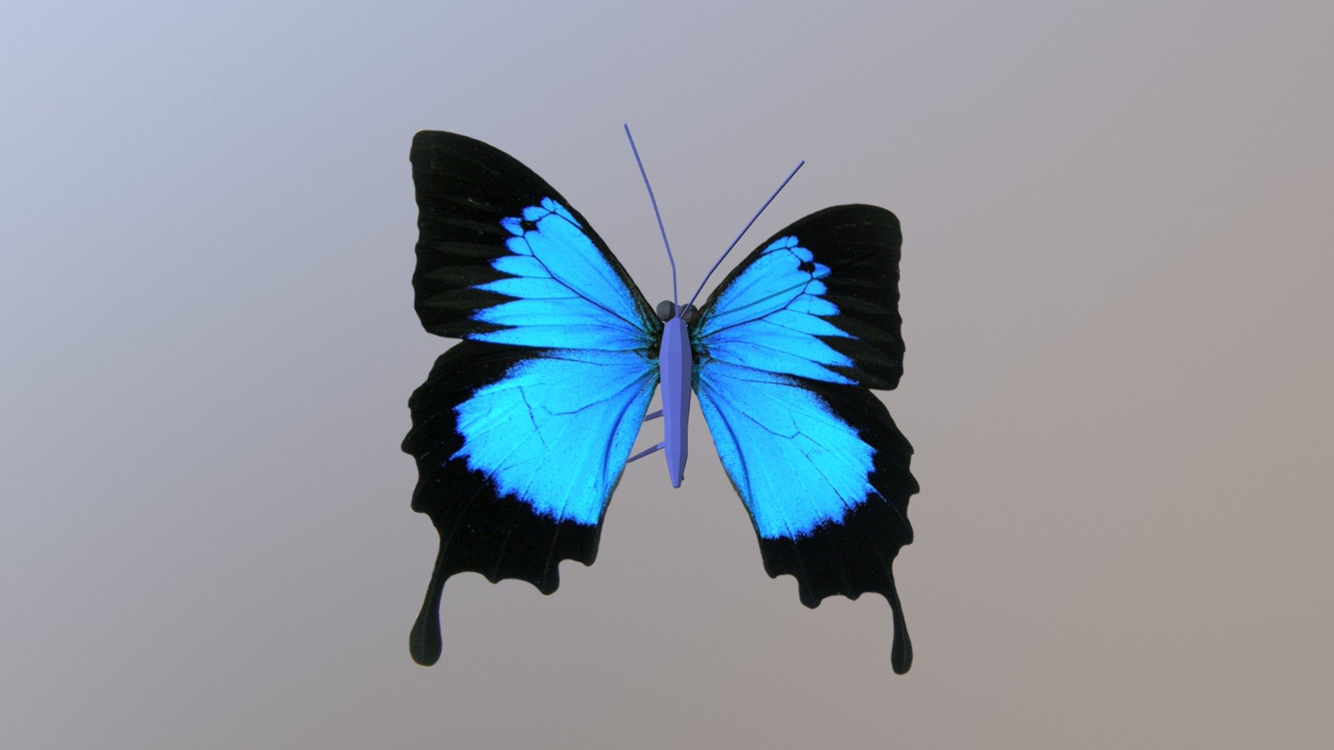 Butterfly