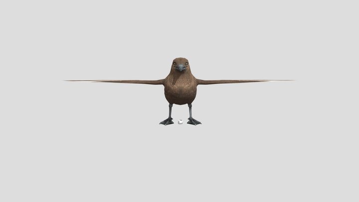 Skua 3D Model