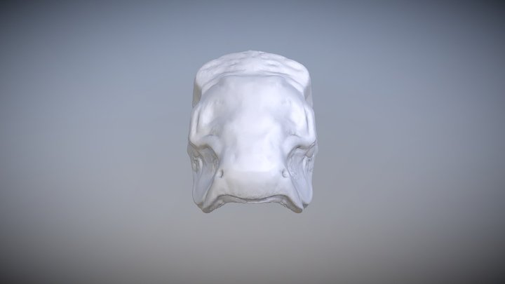 Ichthyosaur Head 3D Model
