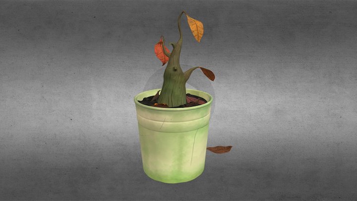 Dried House Plant 3D Model