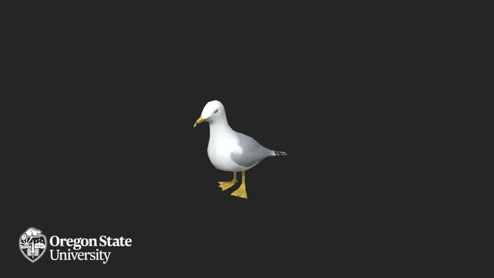 Ring-Billed Gull – Modello 3D gratuito STL