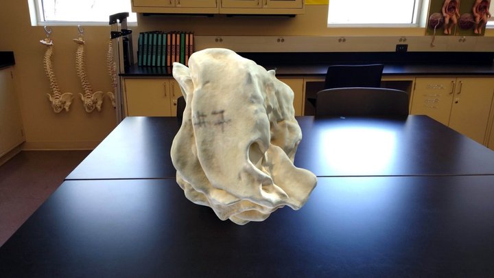 ethmoid bone 3D Model