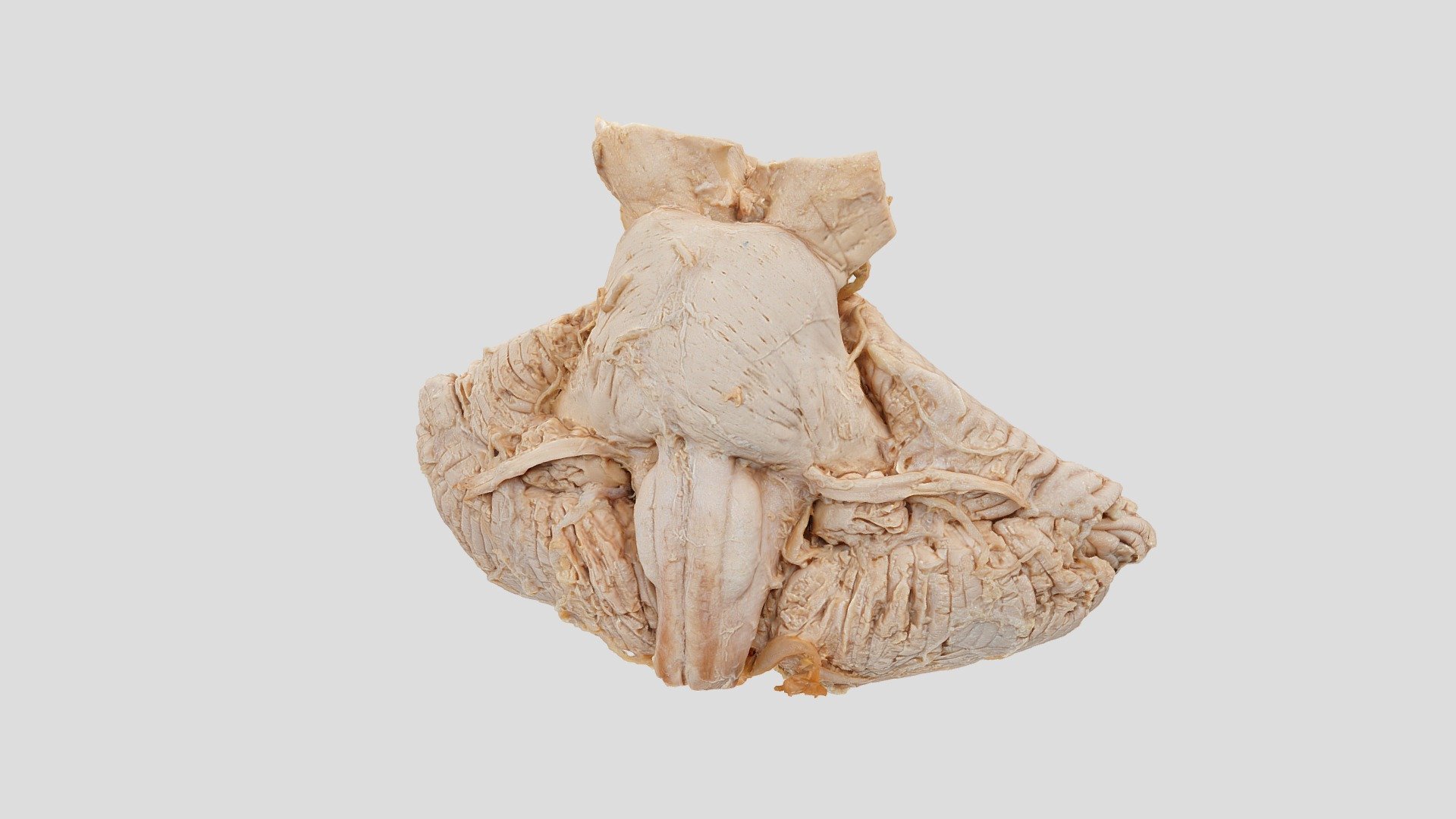 2022-09-20 truncus-cerebellum - 3D model by kucharm [3e02a66] - Sketchfab