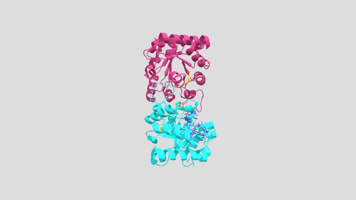 TPI Enzyme in Homo sapiens - Emma and Luke 3D Model