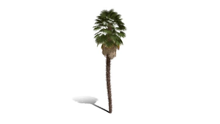 Realistic HD Windmill palm (24/25) 3D Model