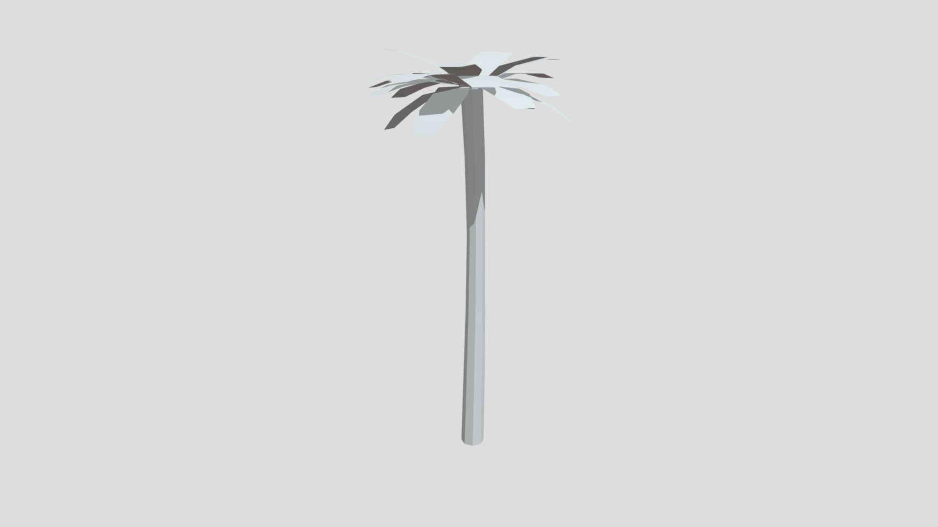 Palm Tree
