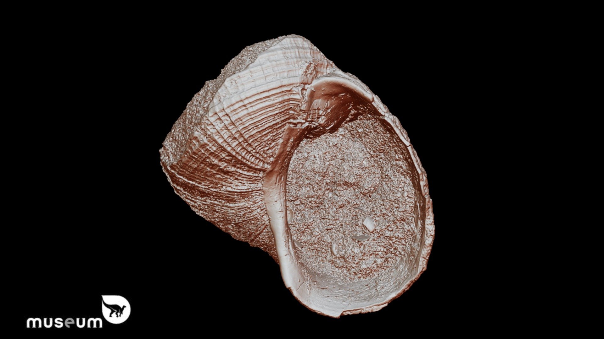 RBINS 151 - Acirsa Lamellosa - Plesiotype — Sketchfab embed 3D viewer