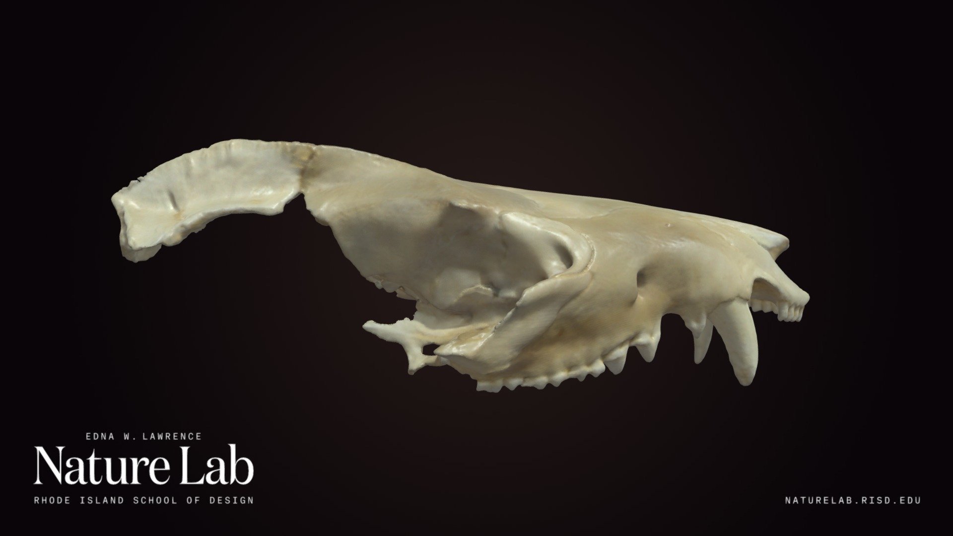 Broken Opossum Skull