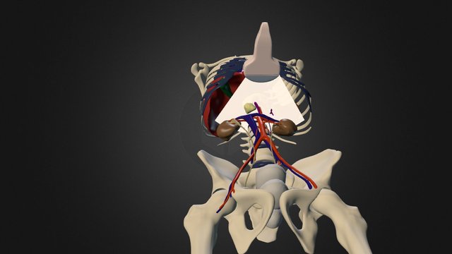 Ultrasound examination of Aorta 3D Model