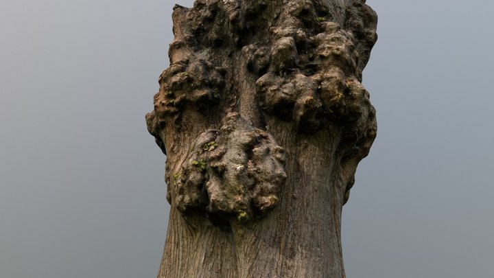 Tree trunk #2 - Photoscanned 3D Model