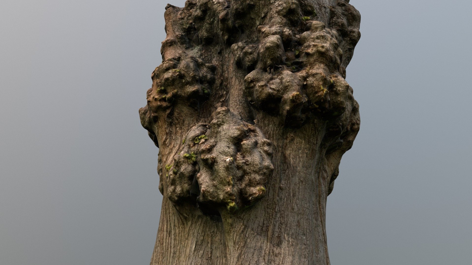 Tree trunk #2 - Photoscanned