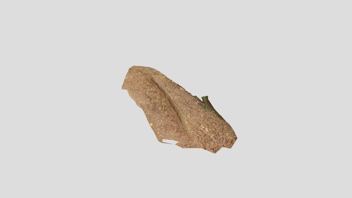 Tree Root 00 High 3D Model