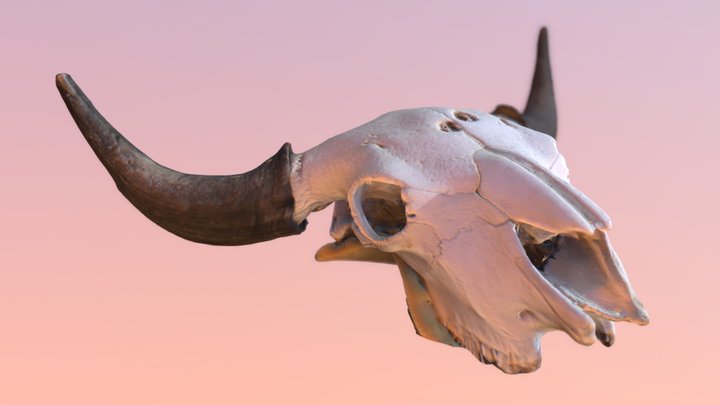 Bison Skull 3D Model
