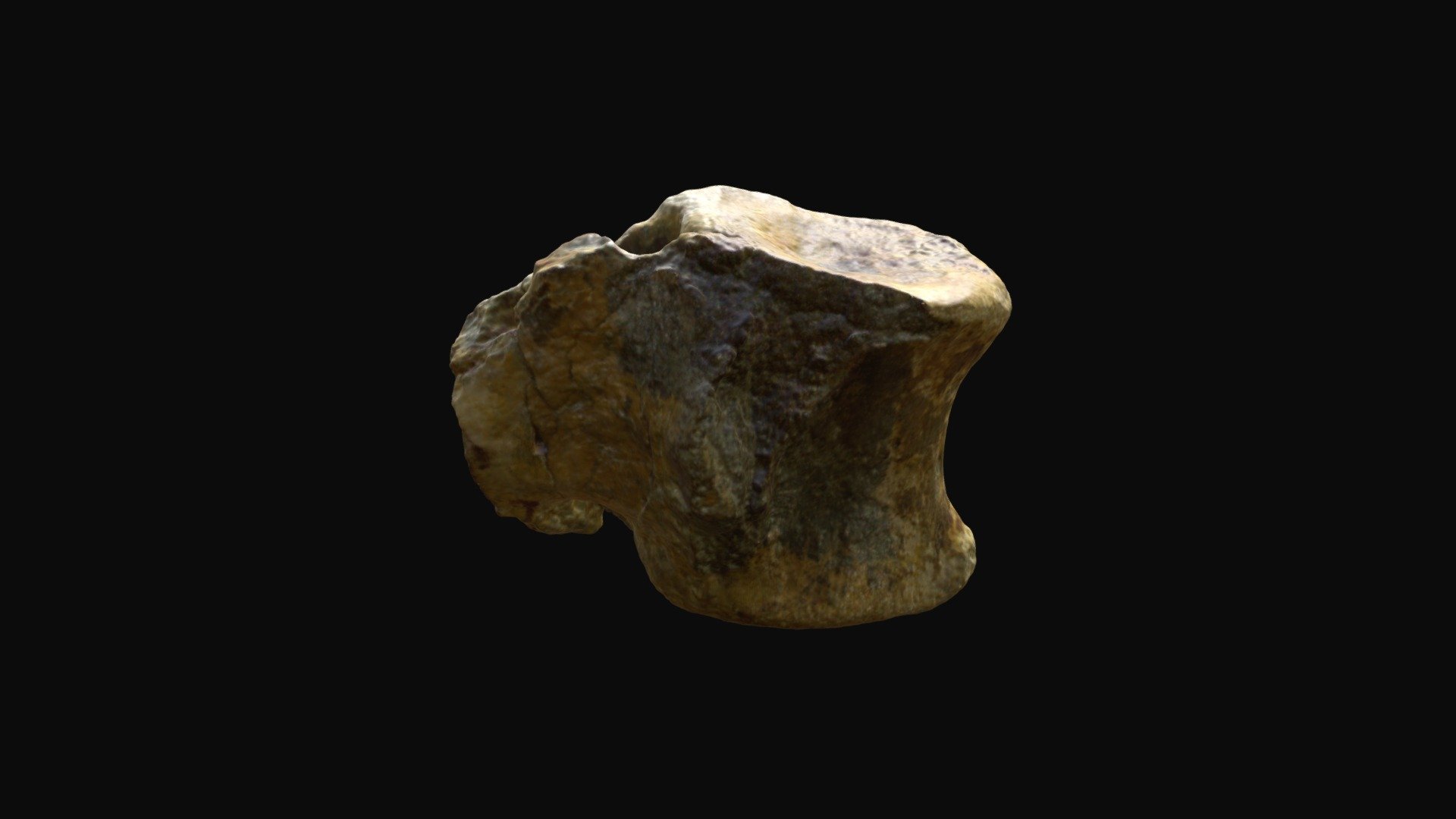 Vertèbre caudale de Megalosaure