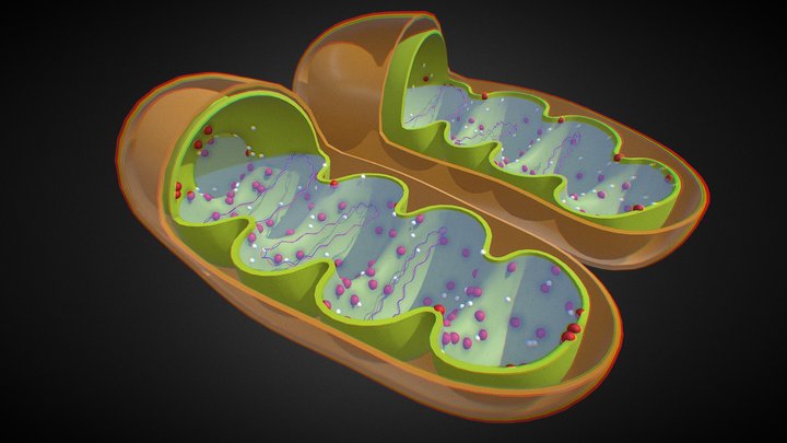 Mitochondrion Cross-Section (WIP) 3D Model