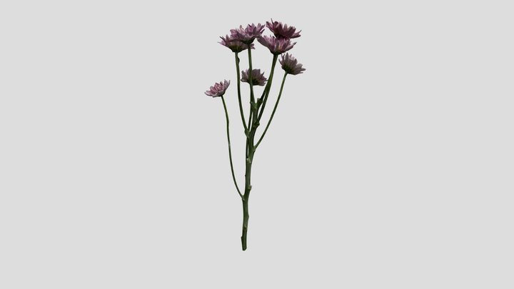 Classical Rhyme Daisy 3D Model