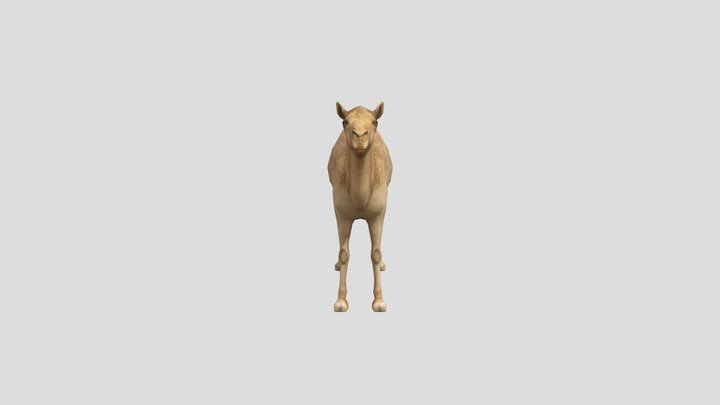 Dromedary 3D Model