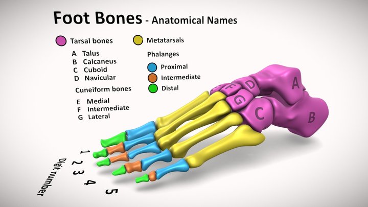 Human skeleton foot bones 3D Model