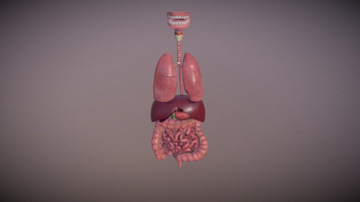 Paul: An Inside Look 3D Model