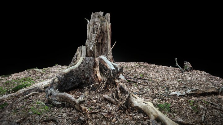 Stronie Śląskie, Nowy Gierałtów, Stump – Free 3D Model STL