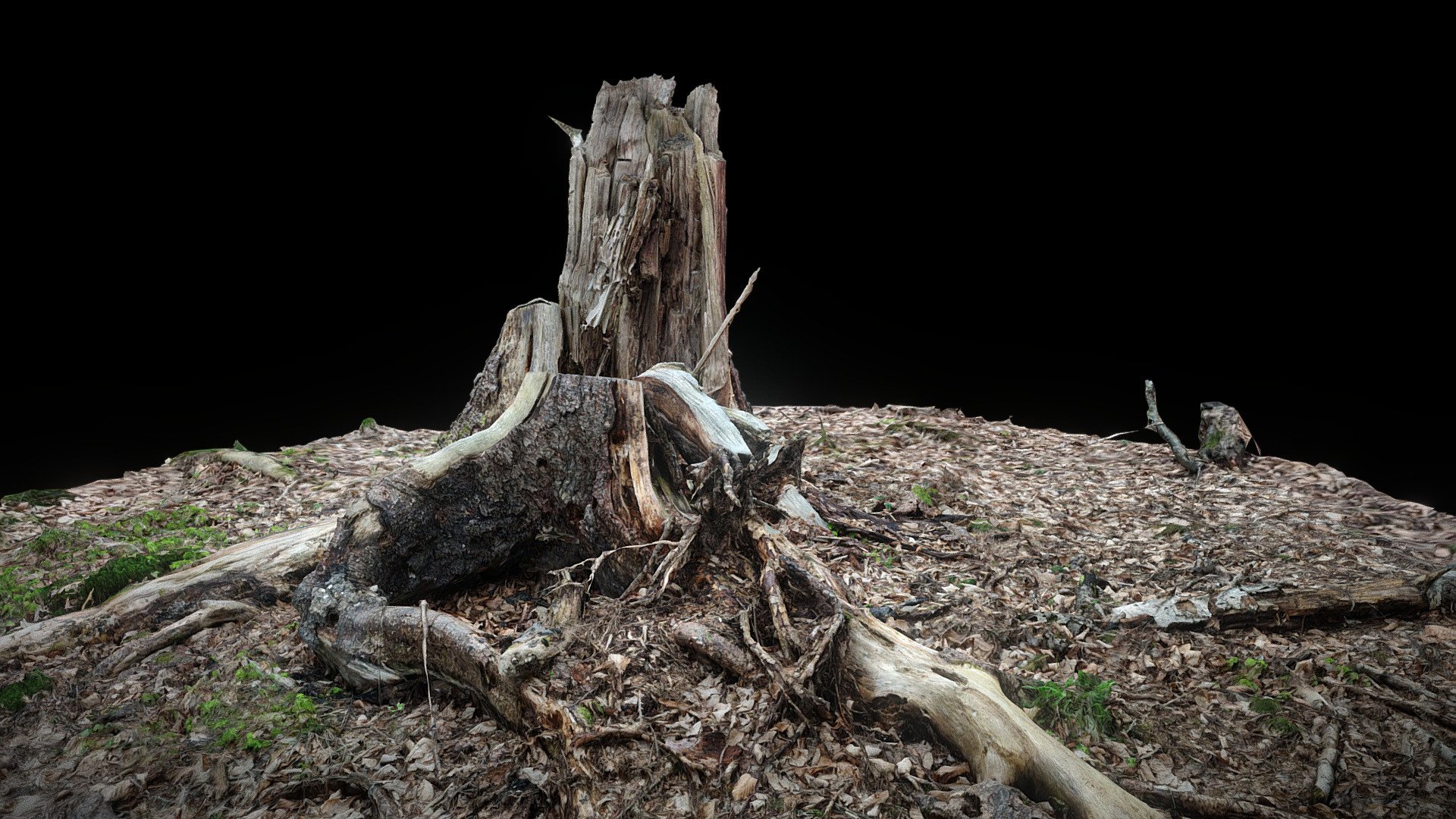 Stronie Śląskie, Nowy Gierałtów, Stump