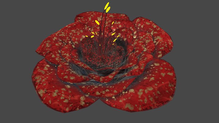 Rafflesia Flower_low poly 3D Model