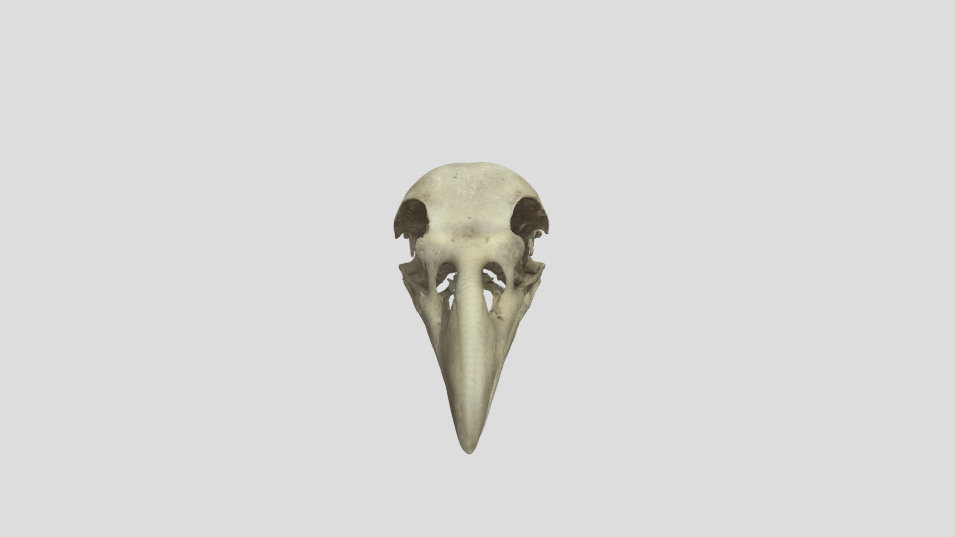 Fossil 7