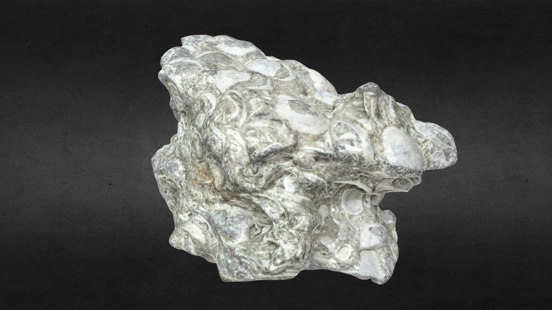 Fossilized Seashell Rock
