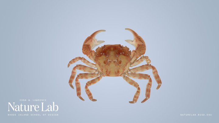Asian Shore Crab – Kostenloses 3D-Modell STL