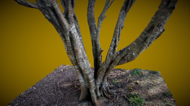 Tuckeroo Tree 3D with #Polycam Photomode 3D Model