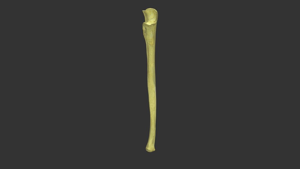 Ulna with Texture - 3D model by Wellesley College (@WellesleyCollege ...