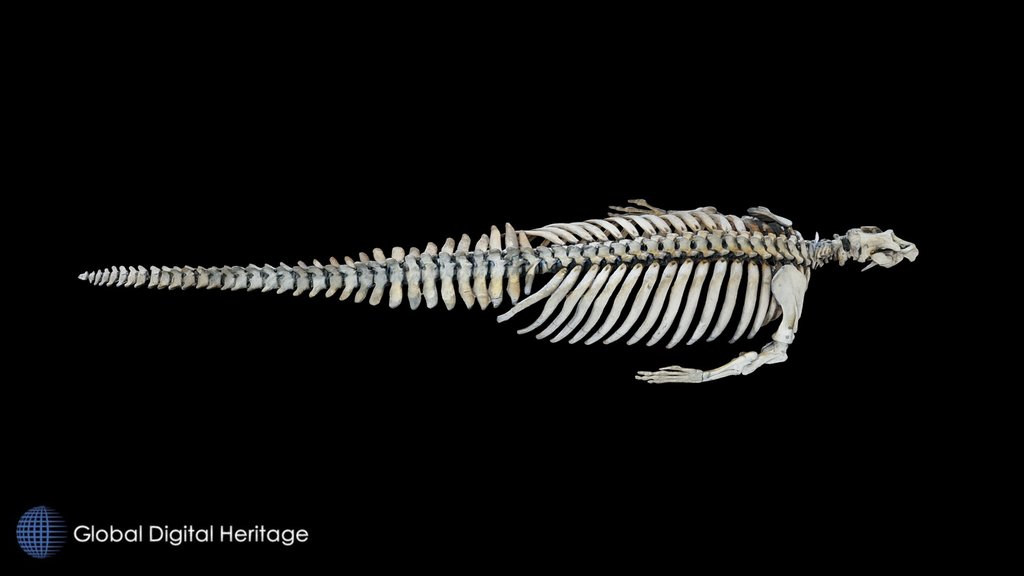 Steller's Sea Cow NMNH - Paris