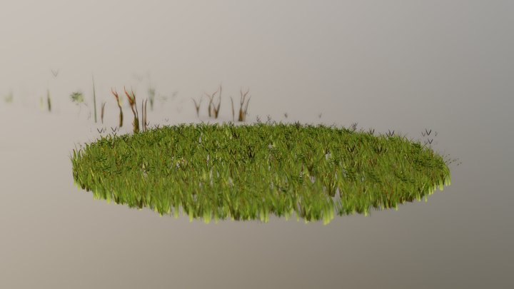 Realistic Grass Asset Pack 3D Model