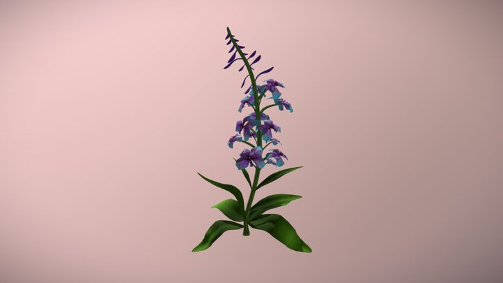 Fireweed 3D Model