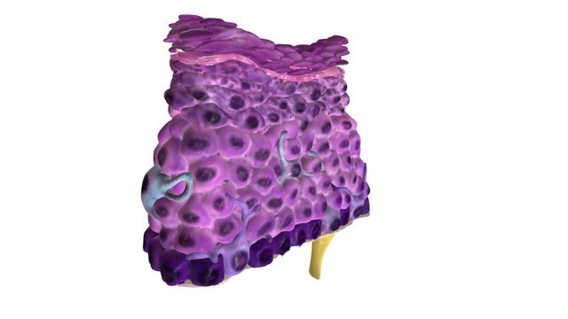 Epithelium of the Skin (reduced file size) 3D Model