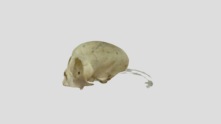Marmoset - Polycam 3D Model