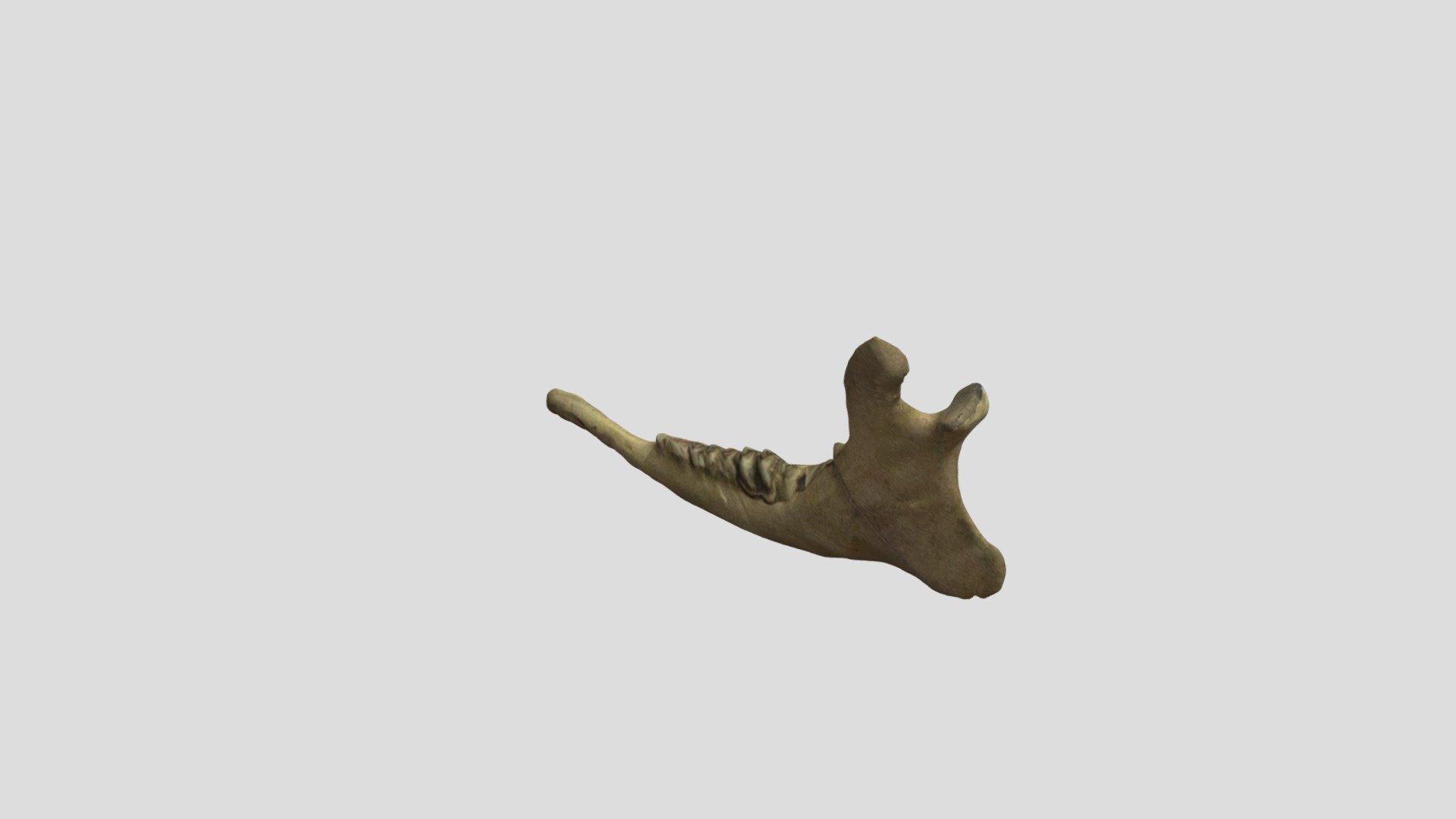 White-tailed deer jaw #1