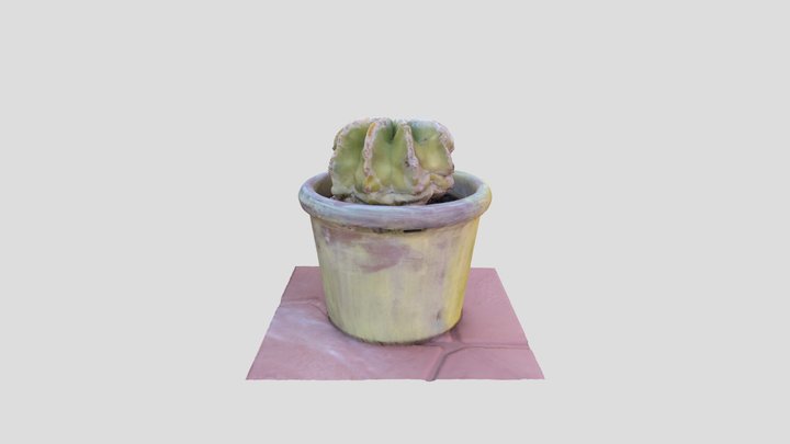 2 years succulent