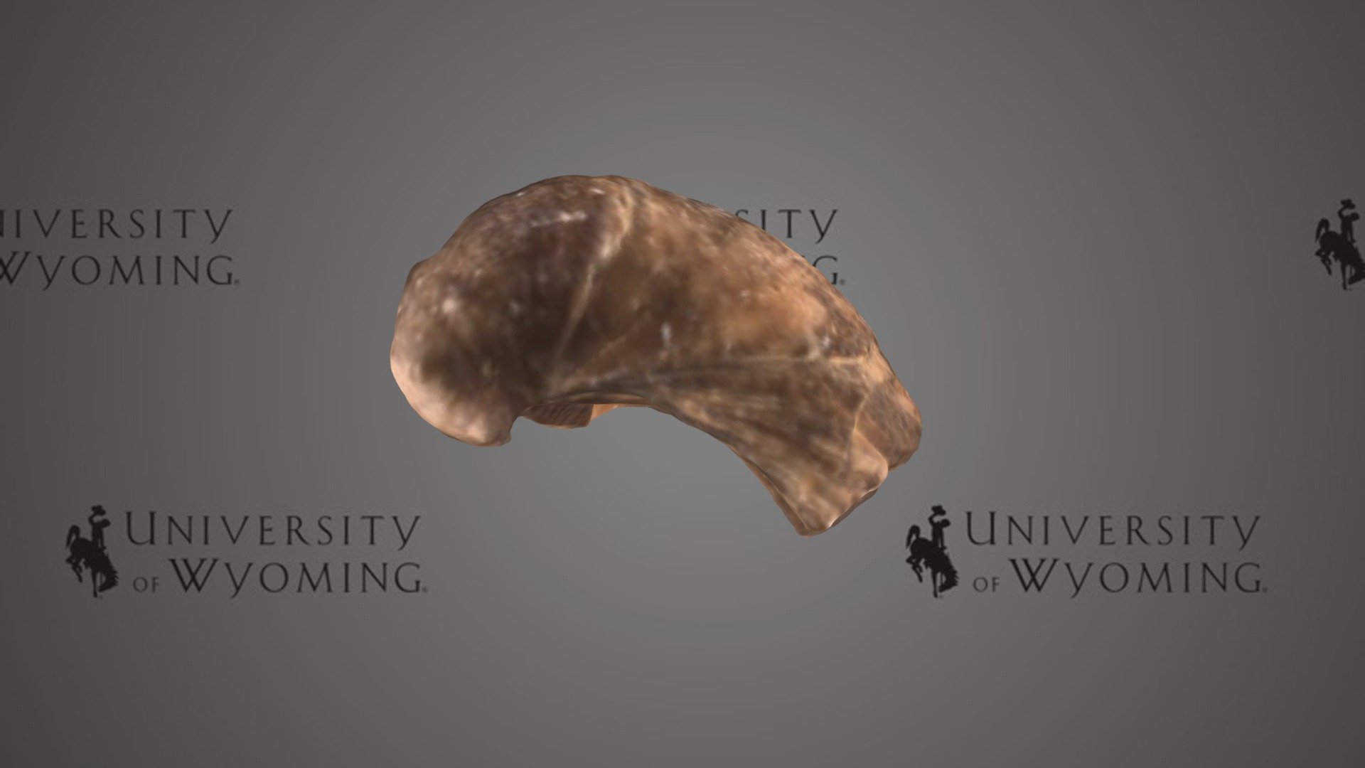 UW A2858C - Download Free 3D model by University of Wyoming Libraries ...