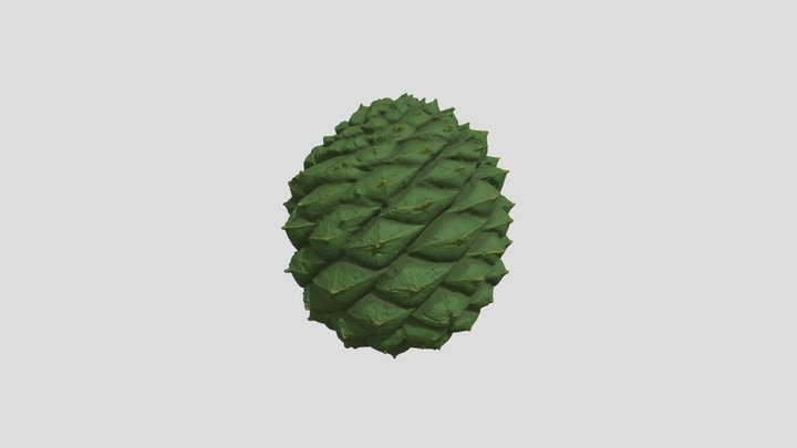 Bunya pine nut
